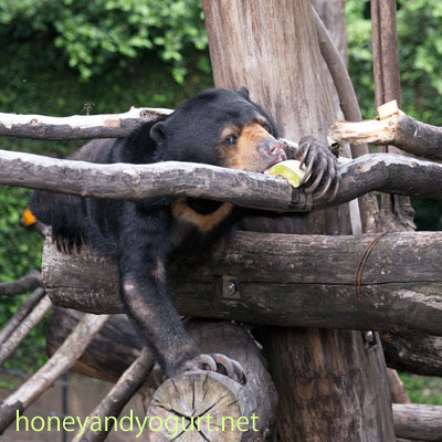 上野動物園 マレーグマ モモコ