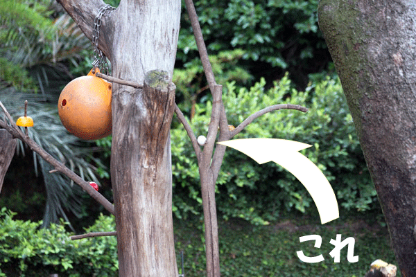 上野動物園 マレーグマ舎