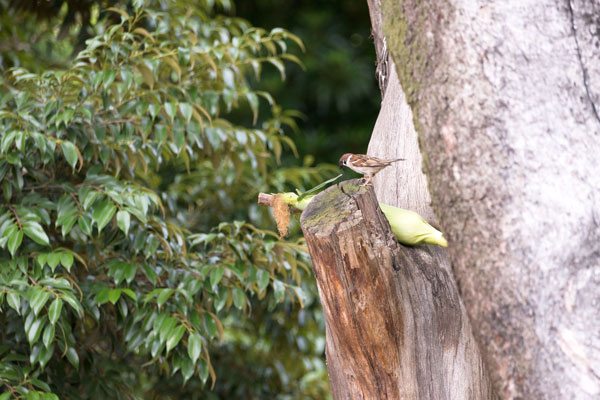 上野動物園 マレーグマ舎