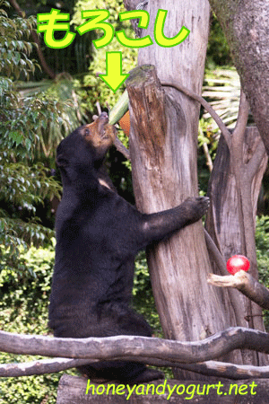 上野動物園 マレーグマ モモコ