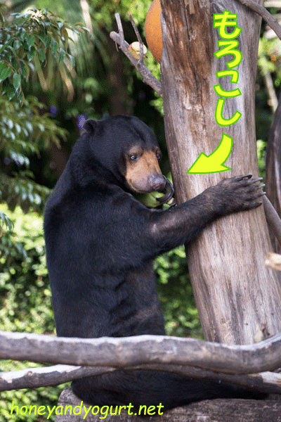 上野動物園 マレーグマ モモコ