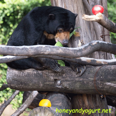 上野動物園 マレーグマ モモコ