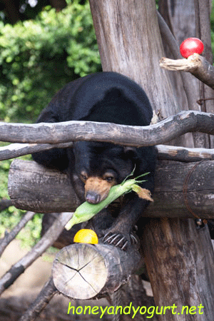 上野動物園 マレーグマ モモコ