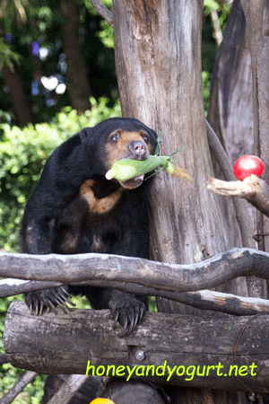 上野動物園 マレーグマ モモコ