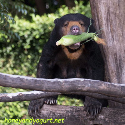 上野動物園 マレーグマ モモコ