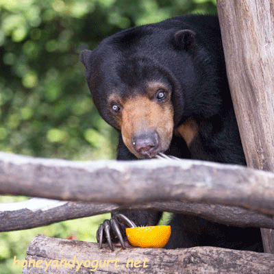 上野動物園 マレーグマ モモコ