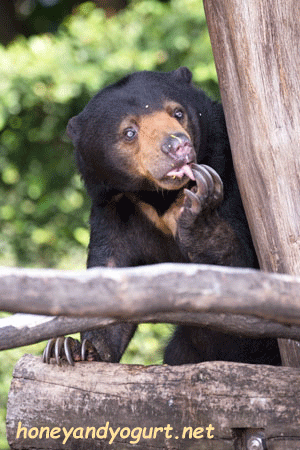 上野動物園 マレーグマ モモコ