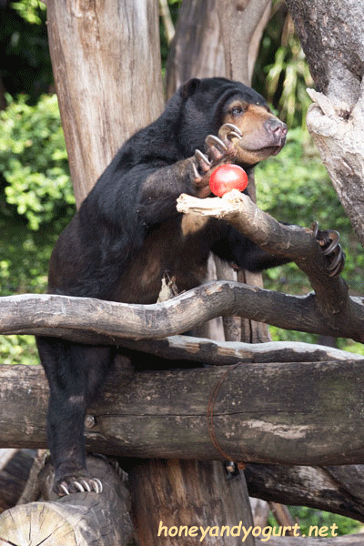 上野動物園 マレーグマ モモコ