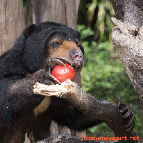 上野動物園 マレーグマ モモコ
