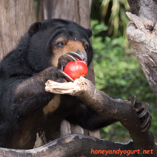 上野動物園 マレーグマ モモコ