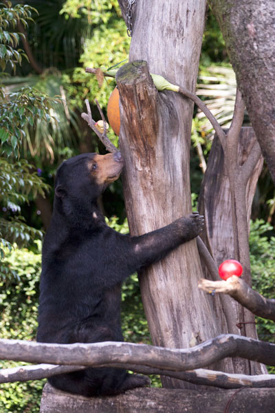 上野動物園 マレーグマ モモコ