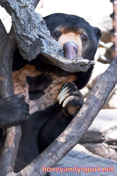 上野動物園　マレーグマ　アズマ