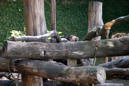 上野動物園　マレーグマ　アズマ