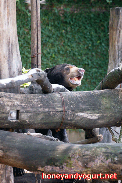 上野動物園　マレーグマ　アズマ