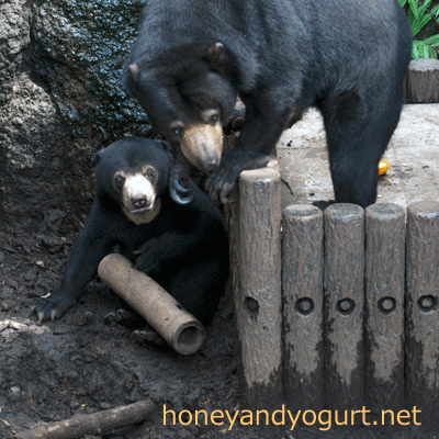 マレーグマ　フジ　上野動物園時代