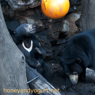 マレーグマ　フジ　上野動物園時代