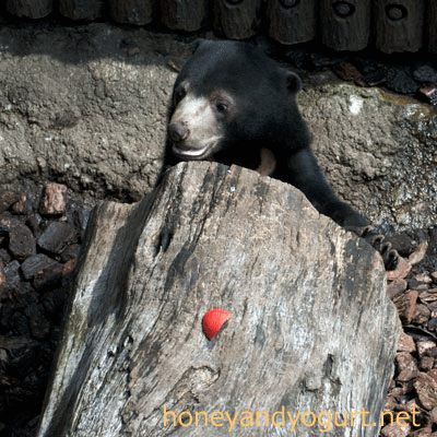 マレーグマ　フジ　上野動物園時代