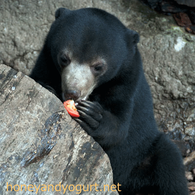 マレーグマ　フジ　上野動物園時代