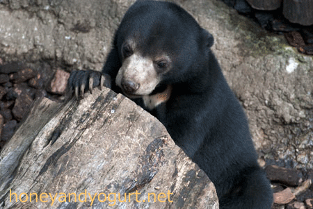 マレーグマ　フジ　上野動物園時代