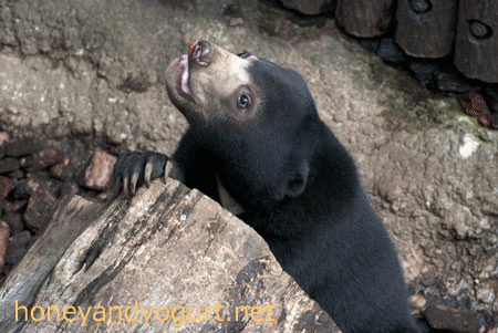 マレーグマ　フジ　上野動物園時代