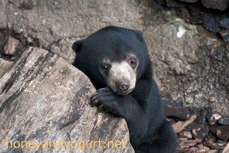 マレーグマ　フジ　上野動物園時代