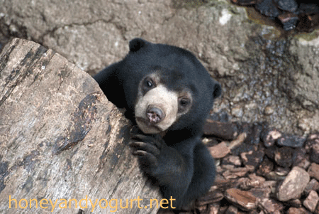 マレーグマ　フジ　上野動物園時代
