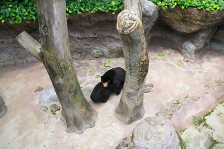 のいち動物公園 マレーグマ ワンピイ タオチイ