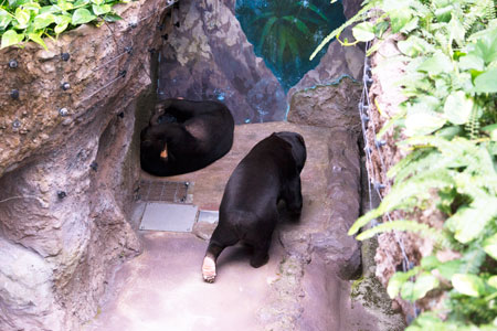のいち動物公園 マレーグマ ワンピイ タオチイ