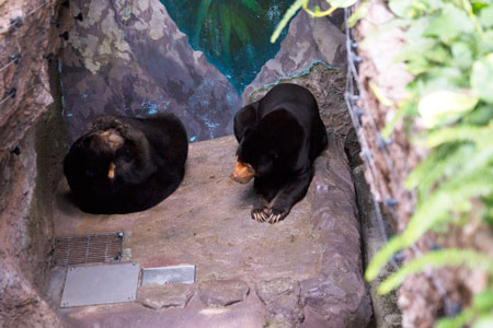 のいち動物公園 マレーグマ ワンピイ タオチイ