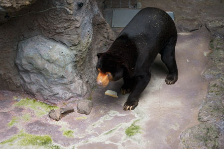 のいち動物公園 マレーグマ ワンピイ