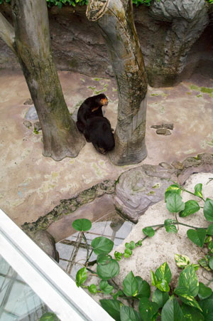 のいち動物公園 マレーグマ ワンピイ タオチイ