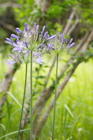 post150617agapanthus