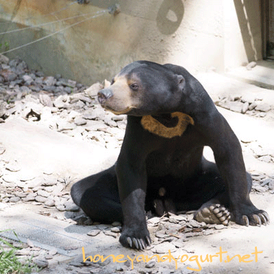 福岡市動物園 マレーグマ サニー