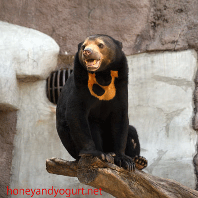 天王寺動物園 マレーグマ マーサ