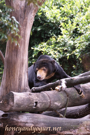 上野動物園　マレーグマ　アズマ