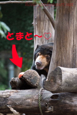 上野動物園　マレーグマ　アズマ