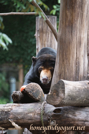 上野動物園　マレーグマ　アズマ