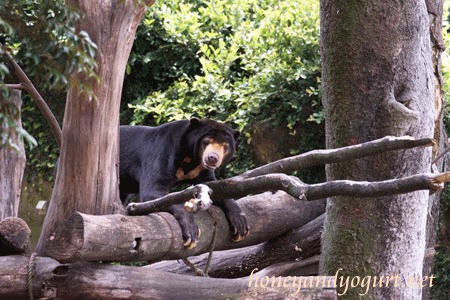 上野動物園　マレーグマ　アズマ