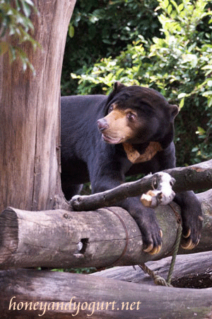 上野動物園　マレーグマ　アズマ