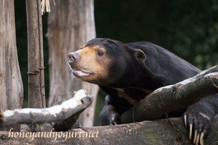 上野動物園　マレーグマ　アズマ