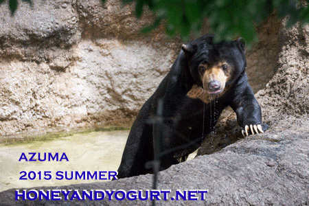 上野動物園　マレーグマ　アズマ