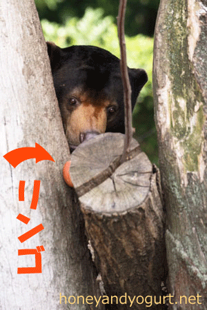 上野動物園 マレーグマ アズマ