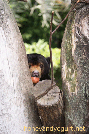 上野動物園 マレーグマ アズマ