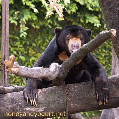 上野動物園 マレーグマ アズマ