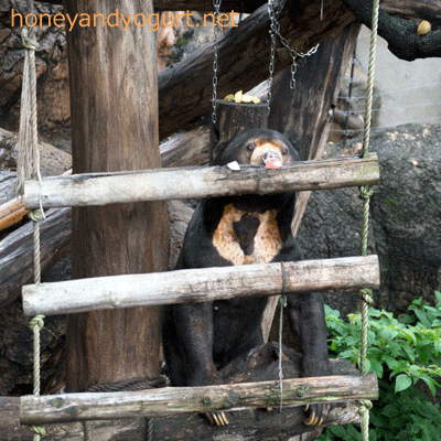 上野動物園 マレーグマ アズマ