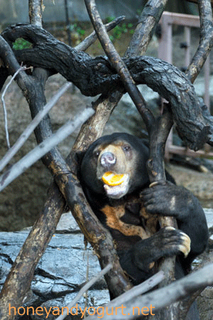 上野動物園 マレーグマ アズマ