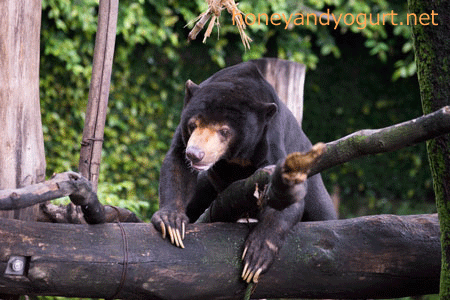 上野動物園 マレーグマ アズマ