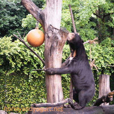 上野動物園 マレーグマ アズマ