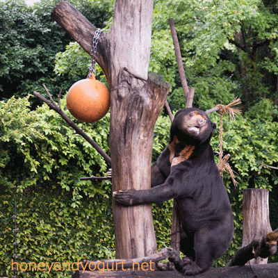 上野動物園 マレーグマ アズマ