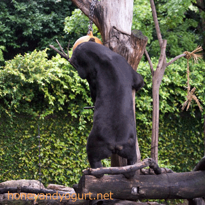 上野動物園 マレーグマ アズマ